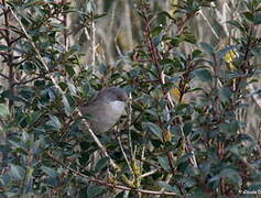 Sardinian Warbler