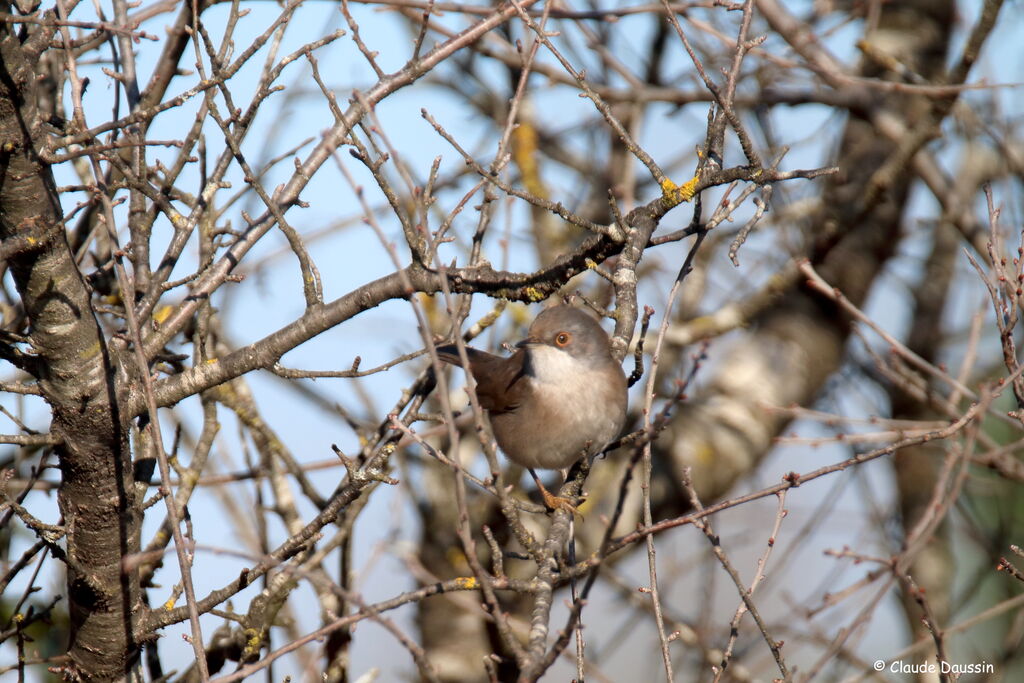 Sardinian Warbler female