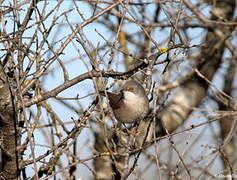 Sardinian Warbler