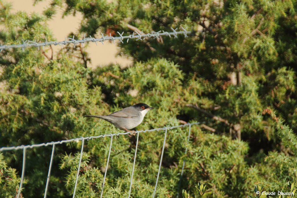 Sardinian Warbler