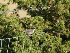 Sardinian Warbler