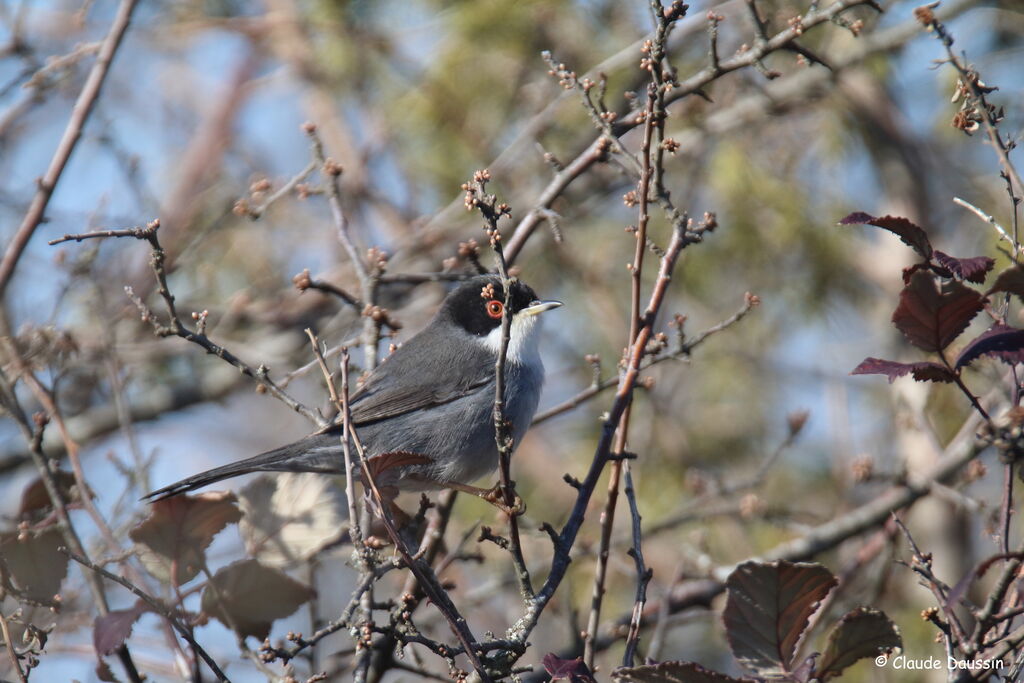 Sardinian Warbler