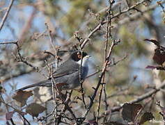 Sardinian Warbler