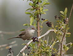 Sardinian Warbler