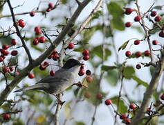 Sardinian Warbler