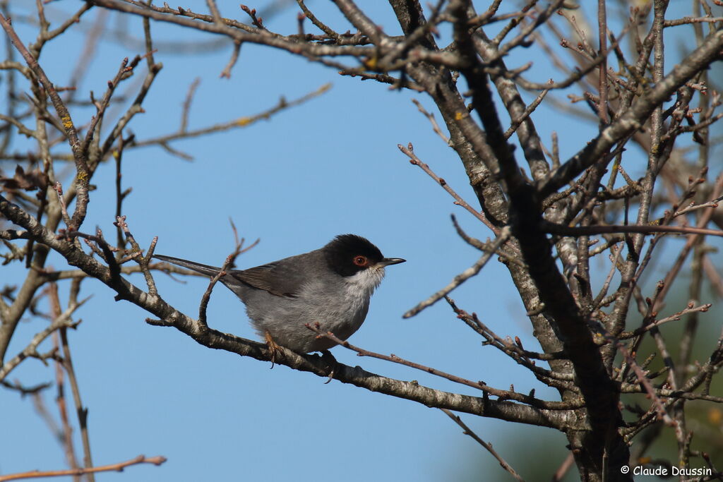 Sardinian Warbler male