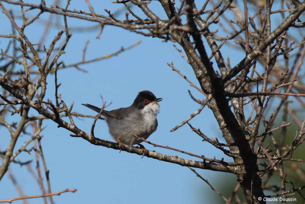 Sardinian Warbler