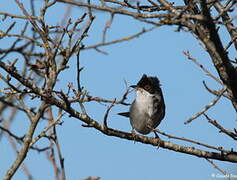 Sardinian Warbler