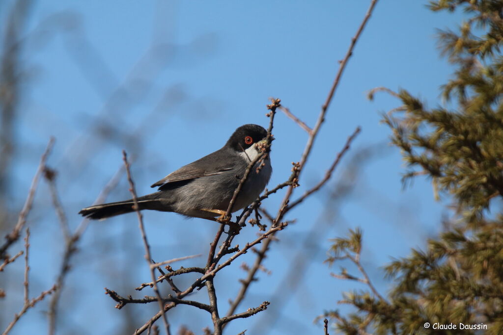 Sardinian Warbler