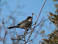 Sardinian Warbler