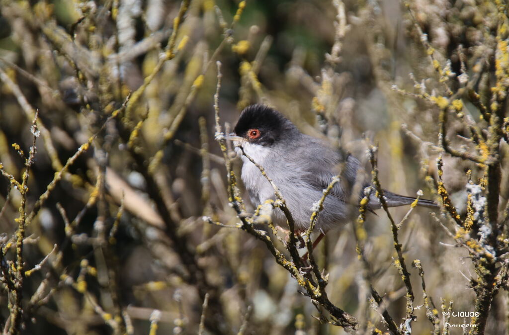 Sardinian Warbler