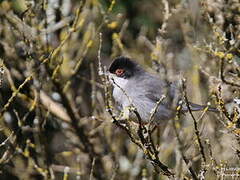 Sardinian Warbler