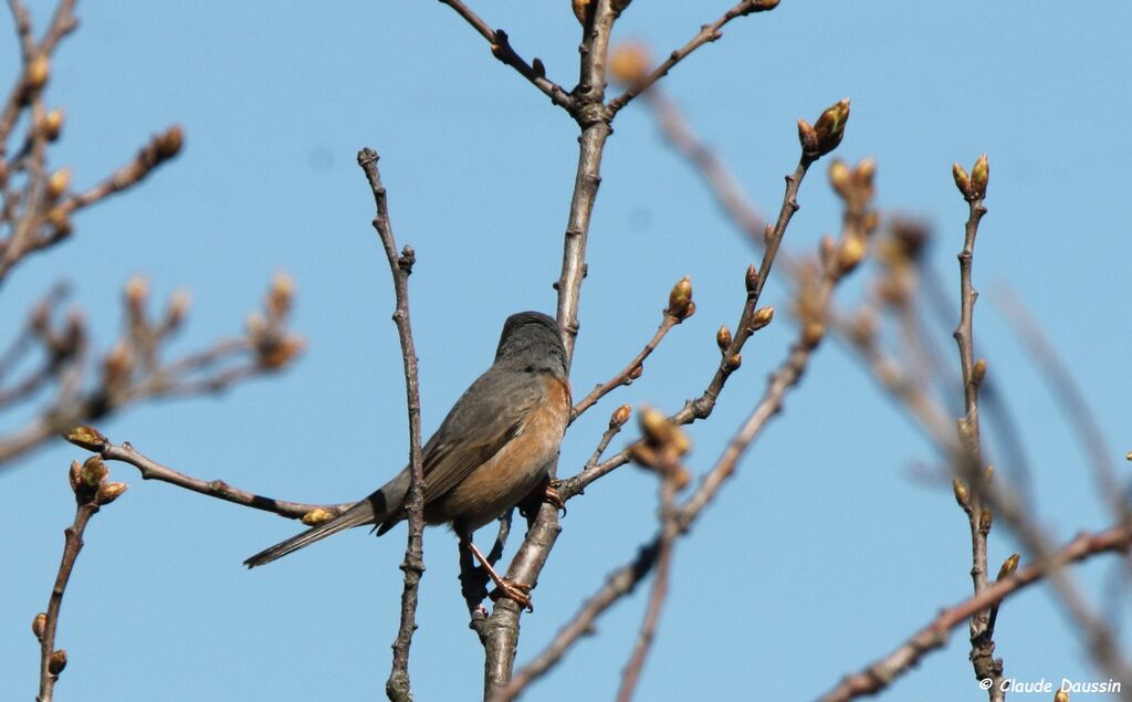 Subalpine Warbler