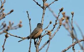 Western Subalpine Warbler