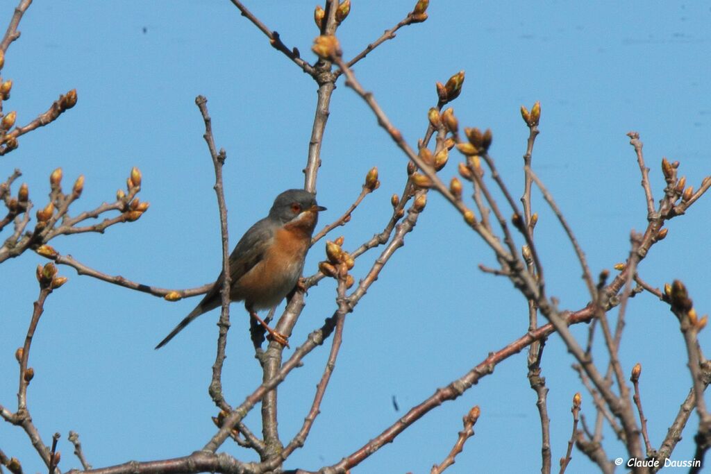 Western Subalpine Warbler