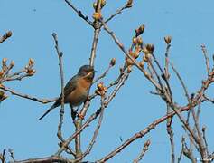 Western Subalpine Warbler