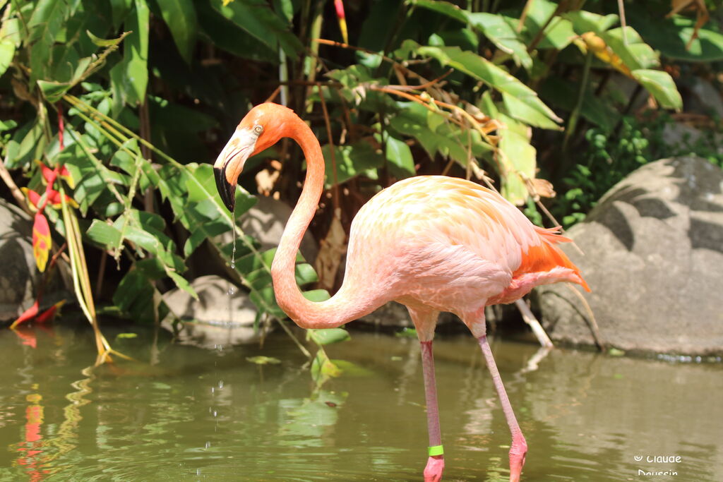 American Flamingo