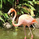 Flamant des Caraïbes