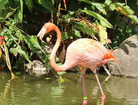 Flamant des Caraïbes