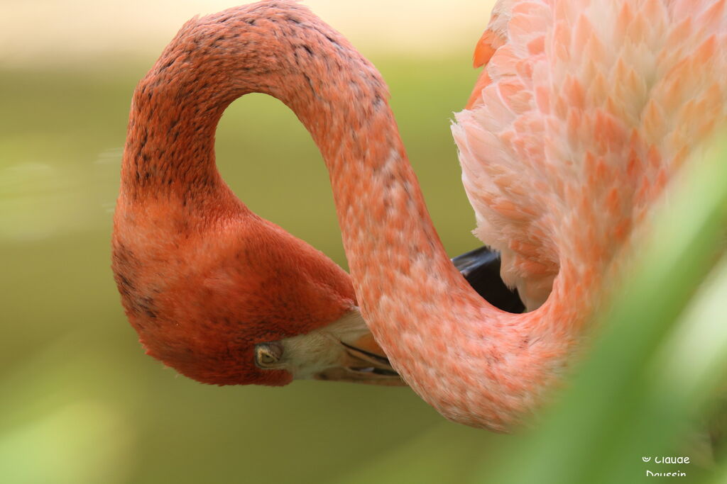 Flamant des Caraïbes