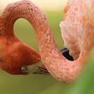 Flamant des Caraïbes