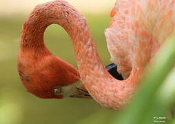 American Flamingo