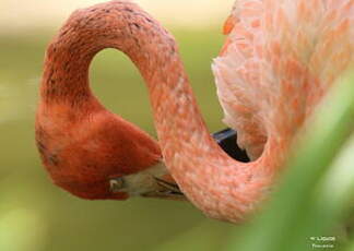 Flamant des Caraïbes