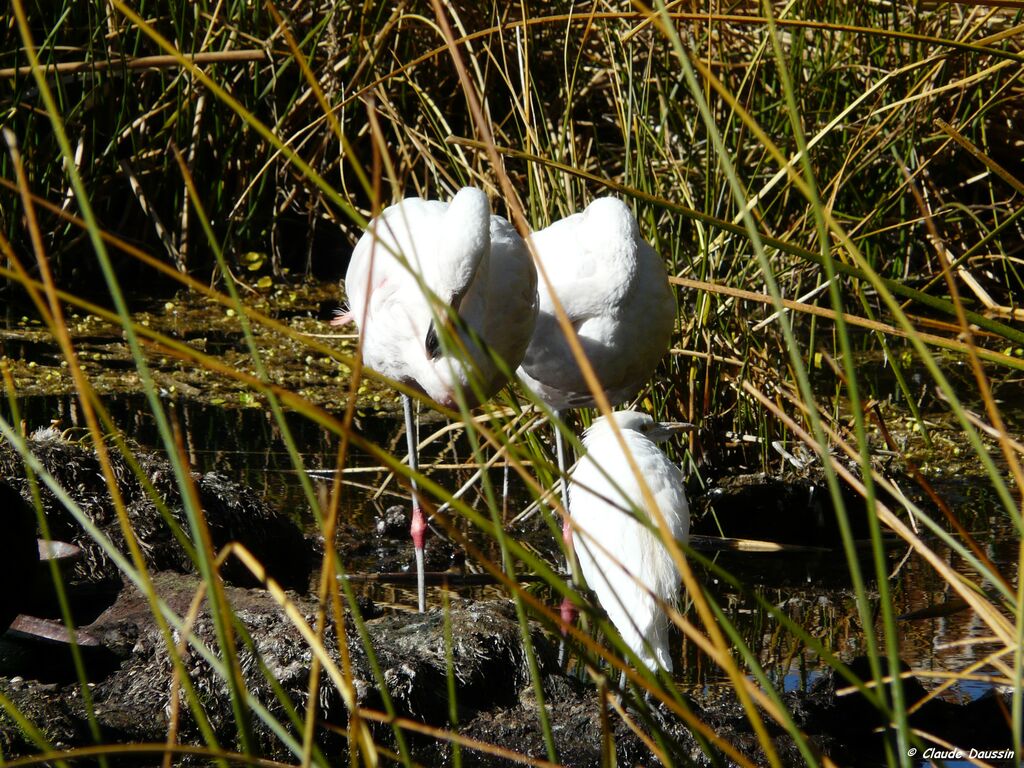 Chilean Flamingo