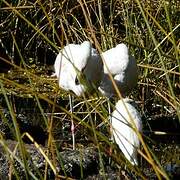 Chilean Flamingo