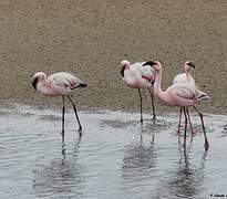 Lesser Flamingo