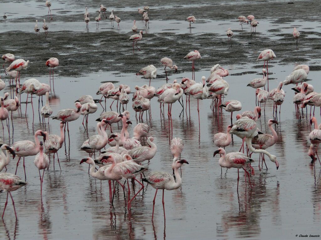 Lesser Flamingo