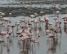 Lesser Flamingo