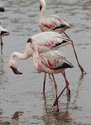 Lesser Flamingo