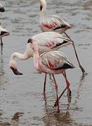 Lesser Flamingo