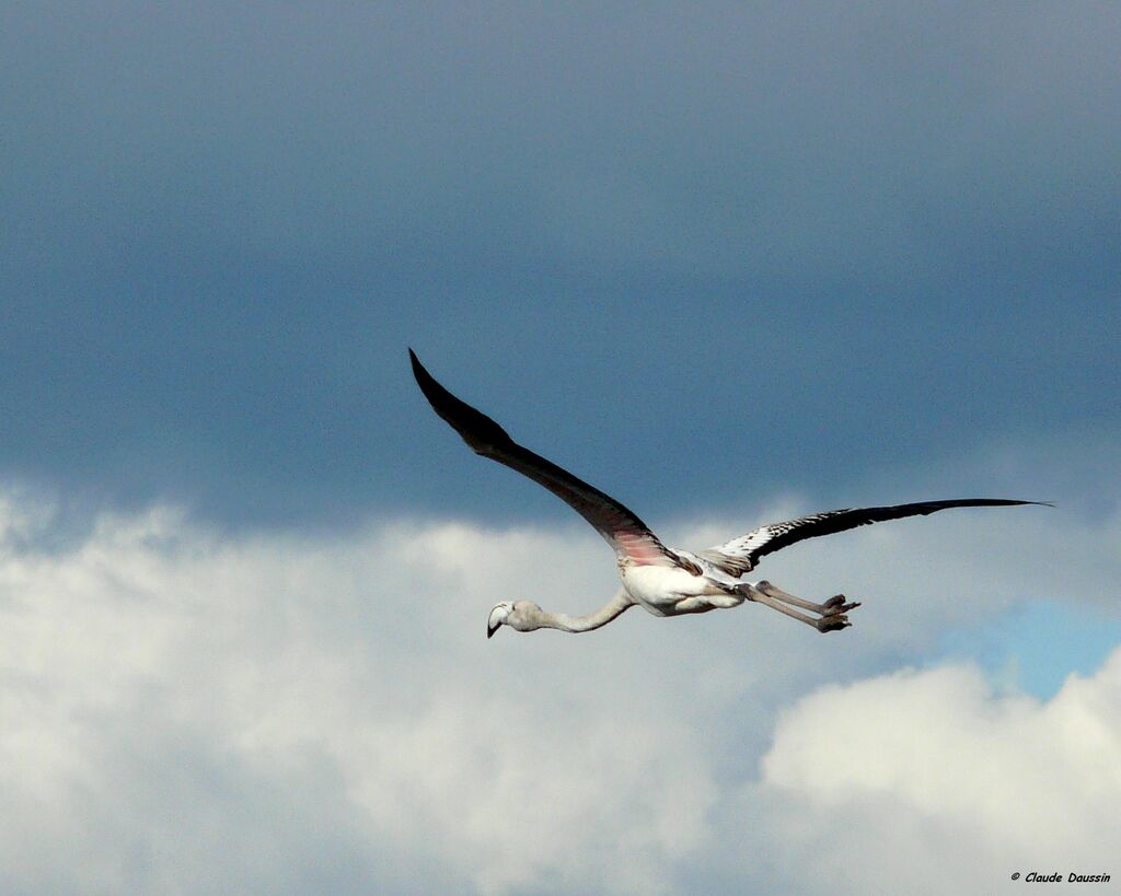 Greater Flamingo