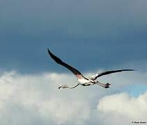 Greater Flamingo