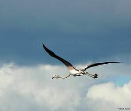 Flamant rose