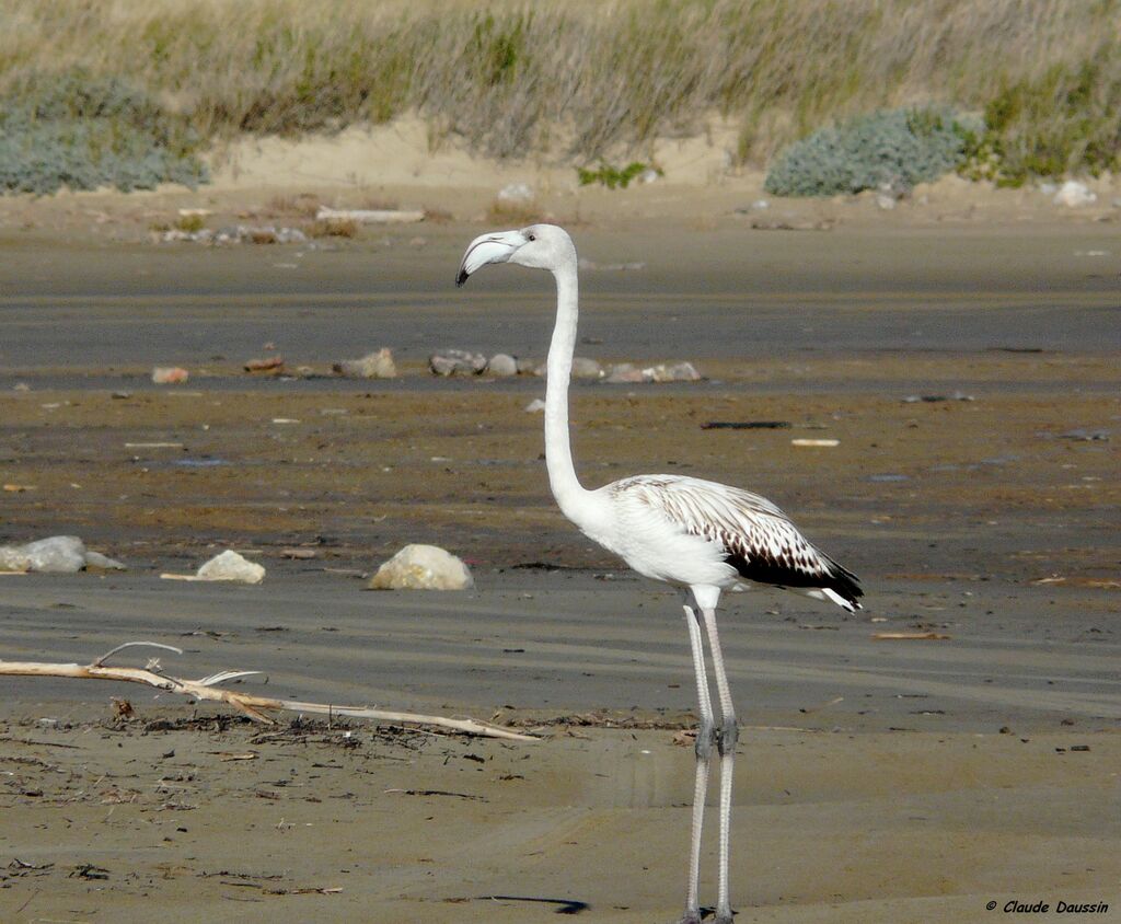 Flamant rose