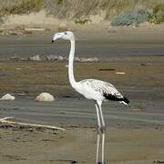 Greater Flamingo