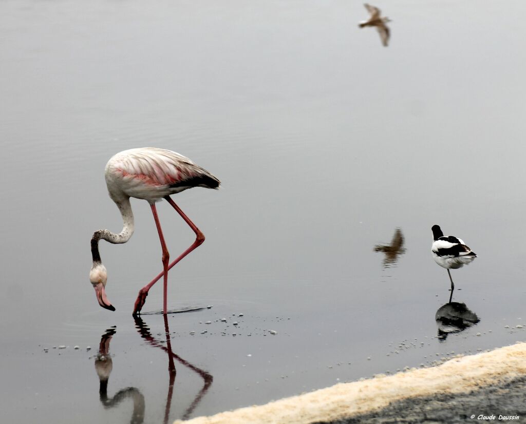 Flamant rose