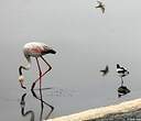 Flamant rose