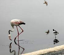 Greater Flamingo