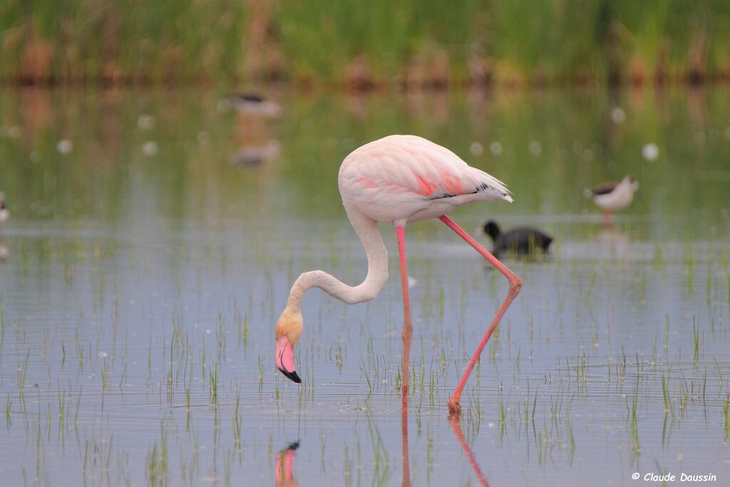 Flamant rose