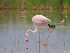 Flamant rose