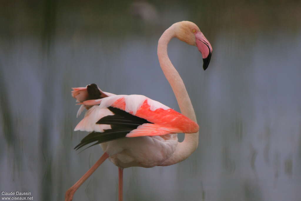 Flamant rose