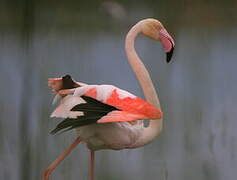 Flamant rose