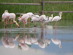 Flamant rose