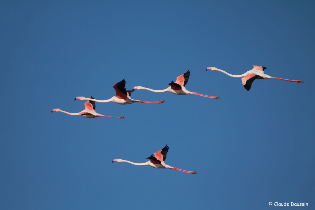 Flamant rose