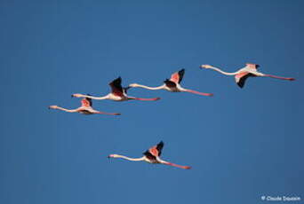 Flamant rose