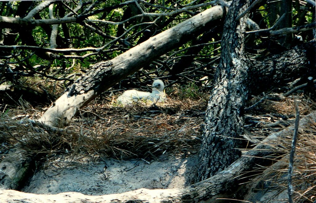 Red-footed Booby